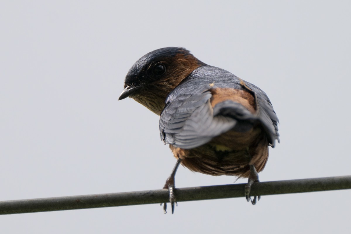 Sri Lanka Swallow - ML645371090