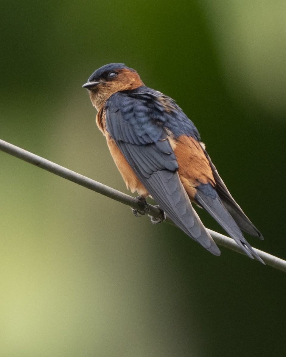 Sri Lanka Swallow - ML645371091