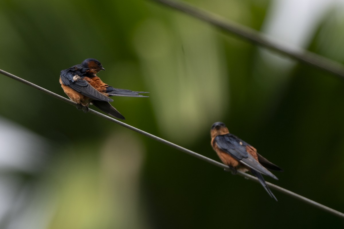 Sri Lanka Swallow - ML645371092