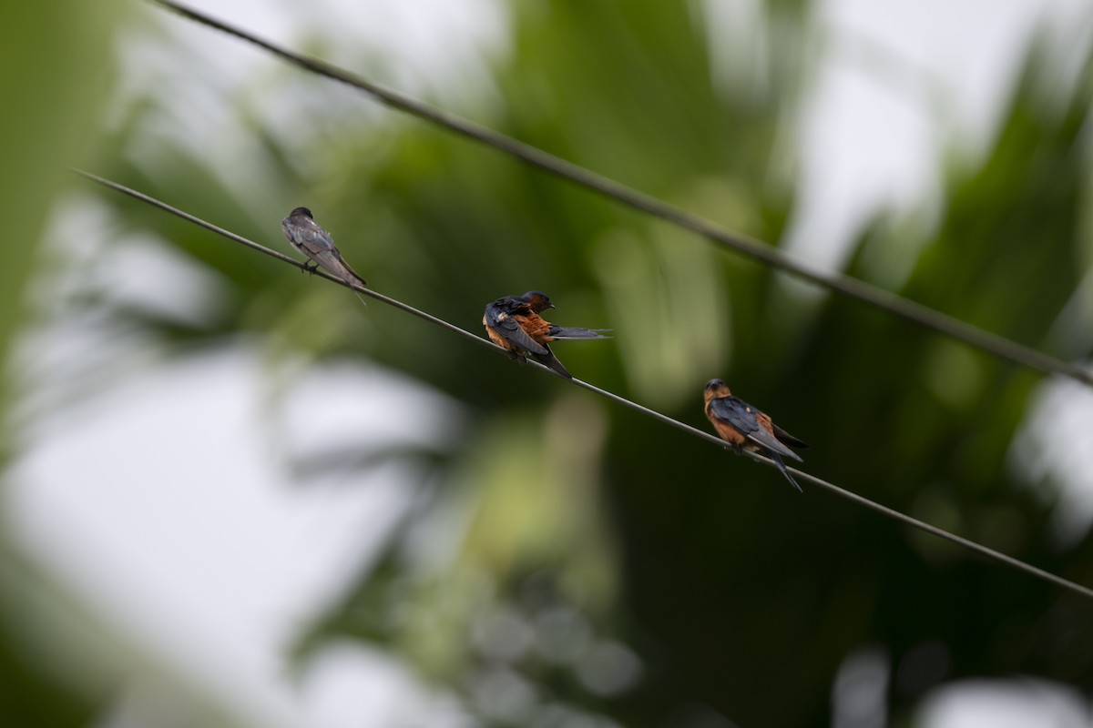 Sri Lanka Swallow - ML645371093