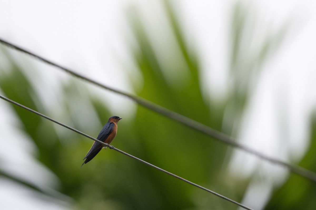 Sri Lanka Swallow - ML645371094