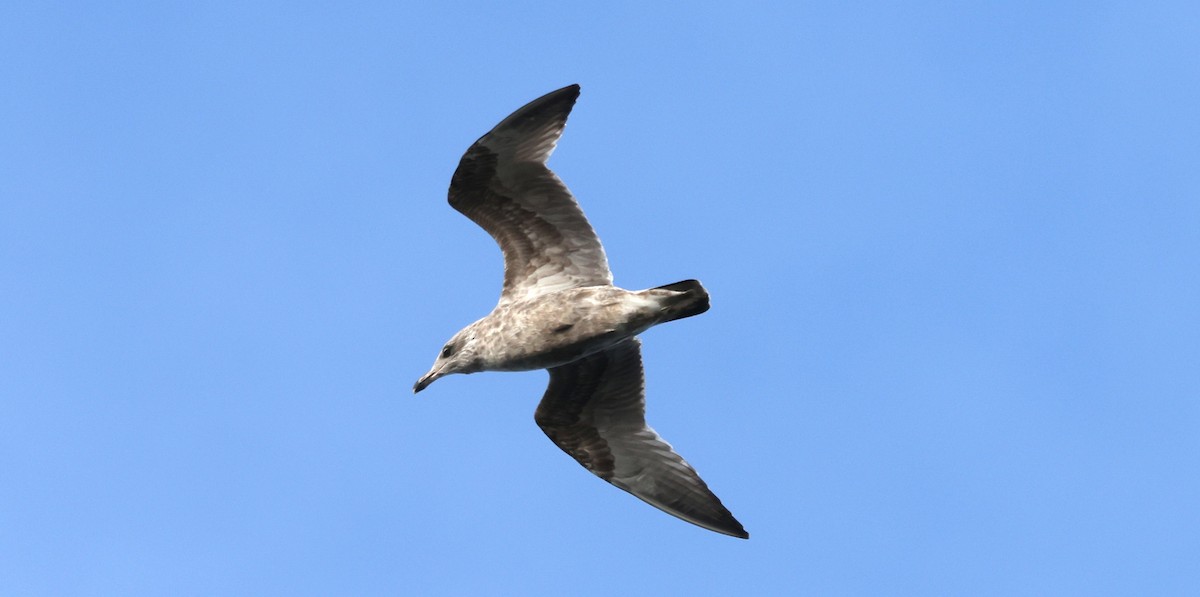 American Herring Gull - ML645371095