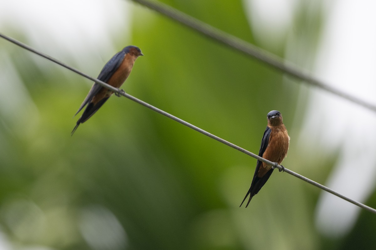 Sri Lanka Swallow - ML645371096