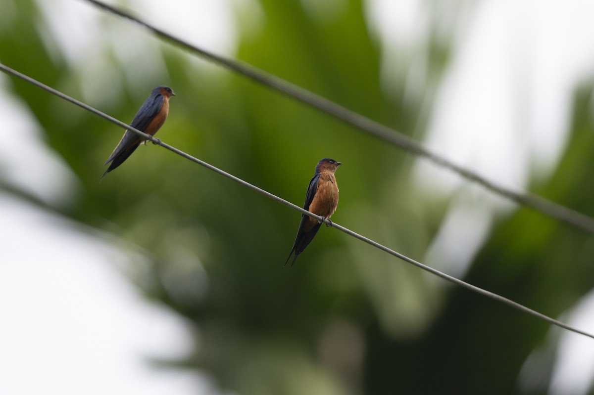 Sri Lanka Swallow - ML645371097