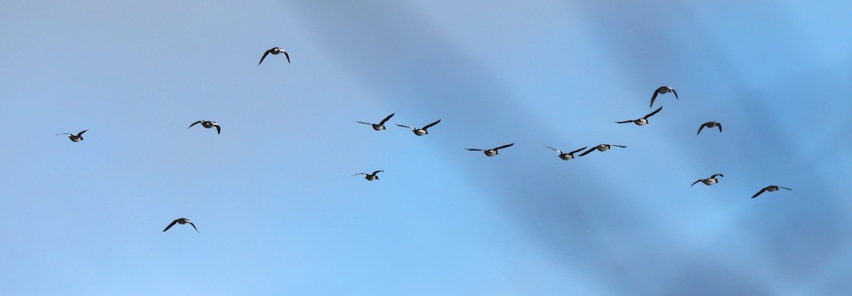 Common Goldeneye - ML645371113