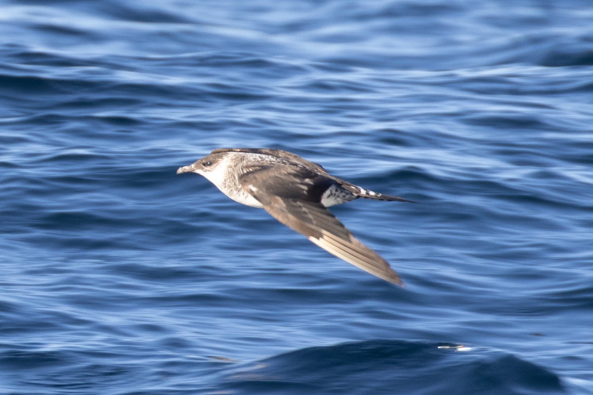 Korsanmartı - ML645371114