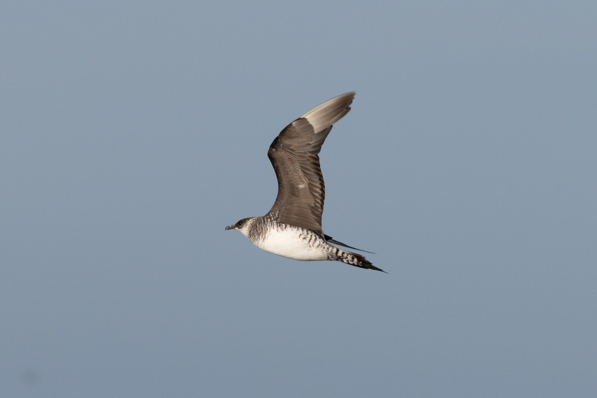 Korsanmartı - ML645371115