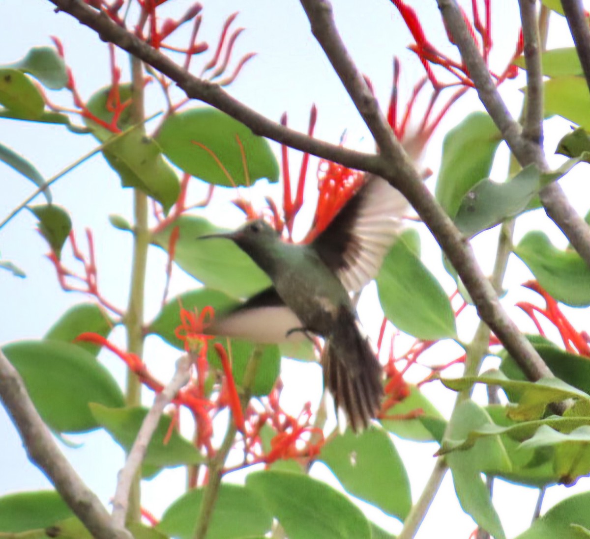 Чешуйчатогрудый саблекрыл - ML645371137