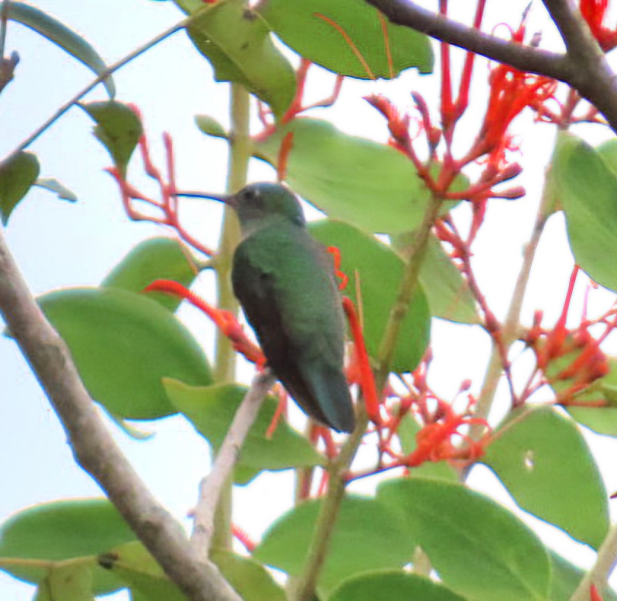 Чешуйчатогрудый саблекрыл - ML645371138