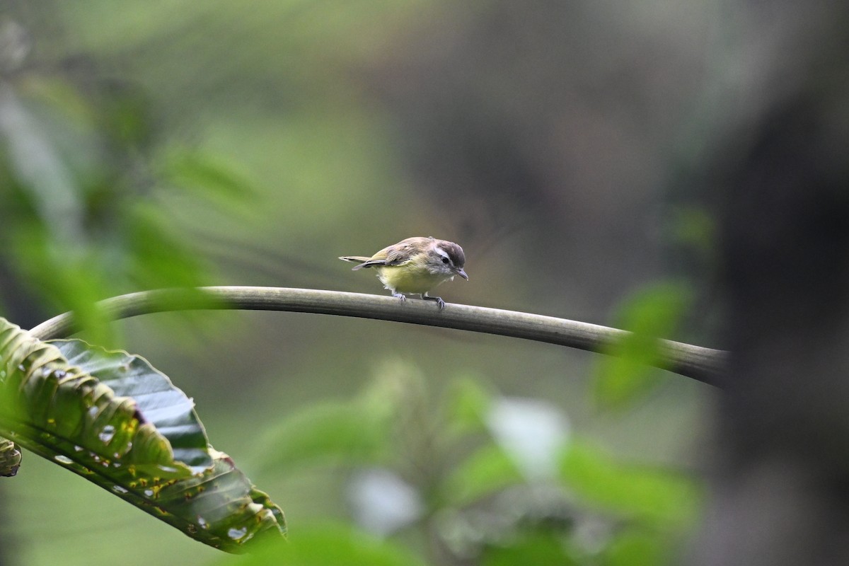 Brown-capped Vireo (Southern) - ML645371140