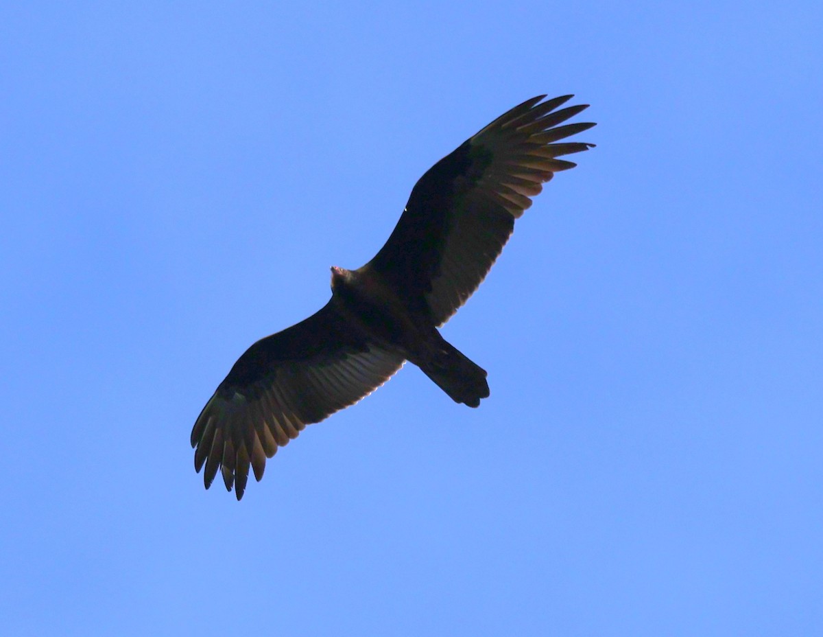 Turkey Vulture - ML645371141