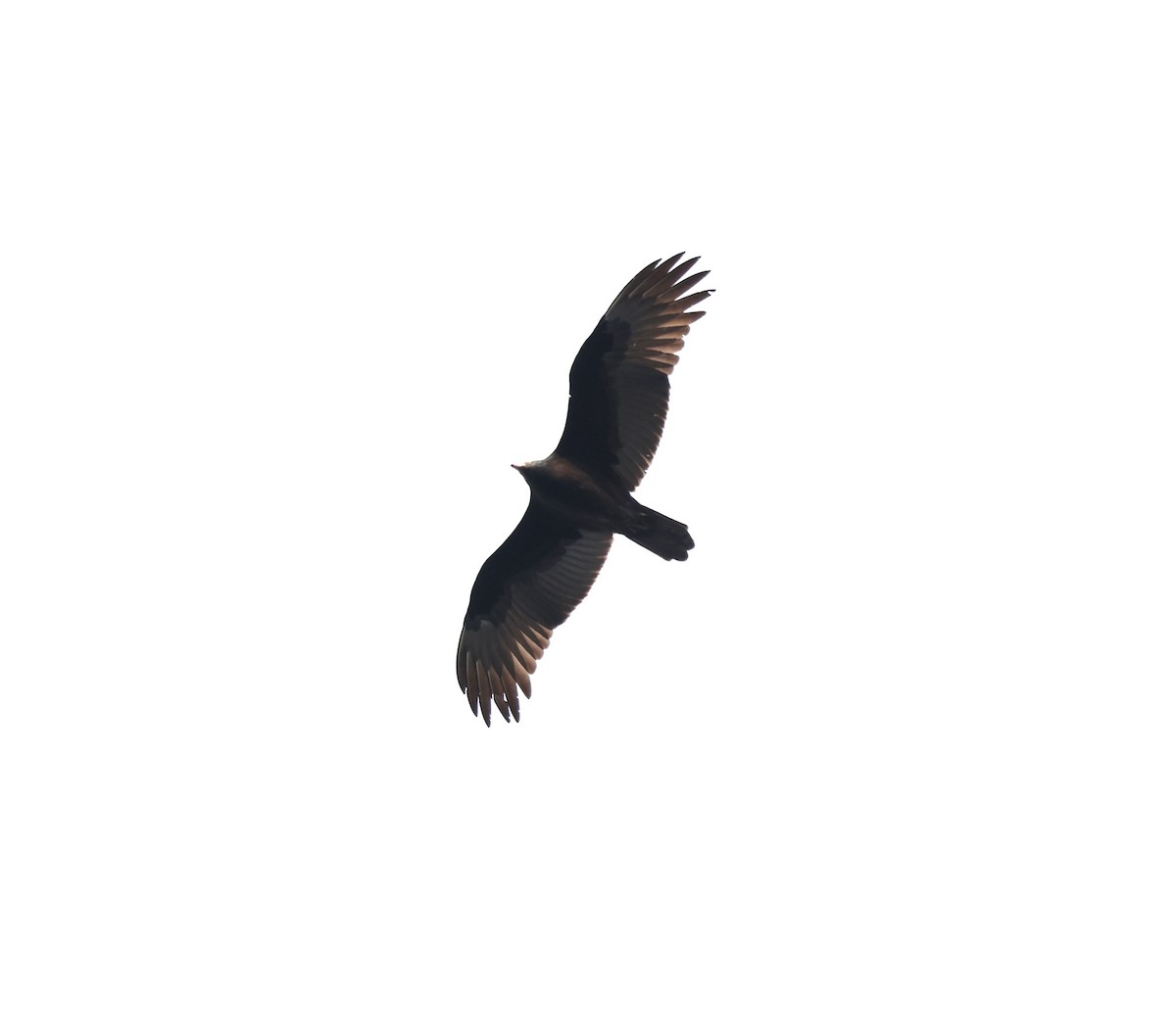 Turkey Vulture - ML645371142