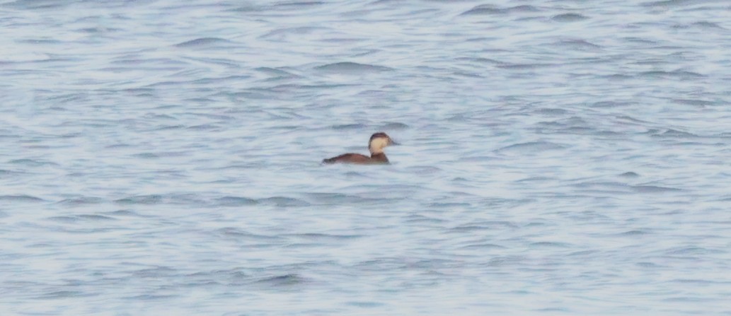 Black Scoter - ML645371148