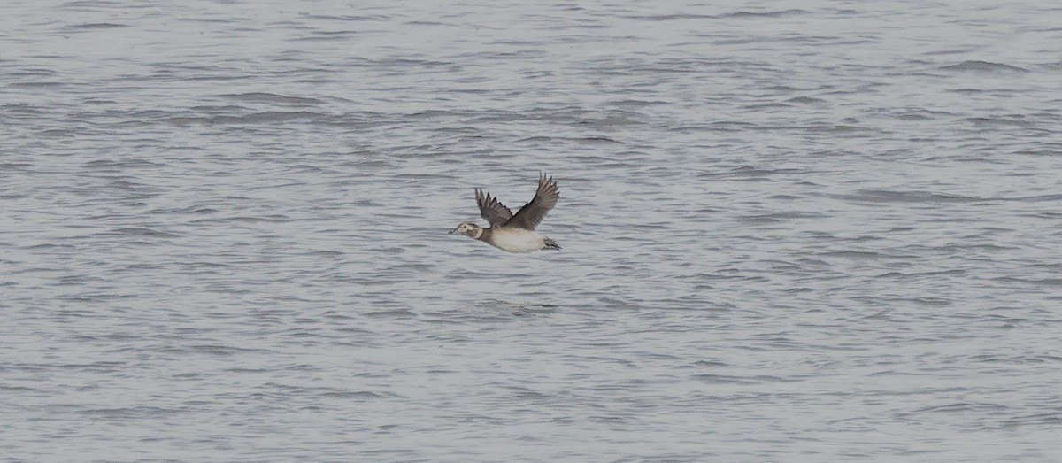 Long-tailed Duck - ML645371159