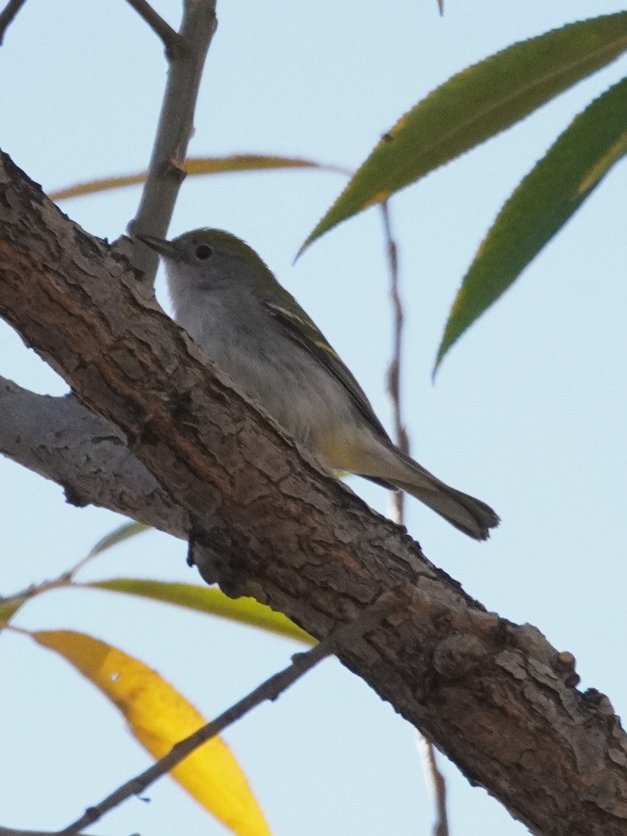 lesňáček rezavoboký - ML645371161