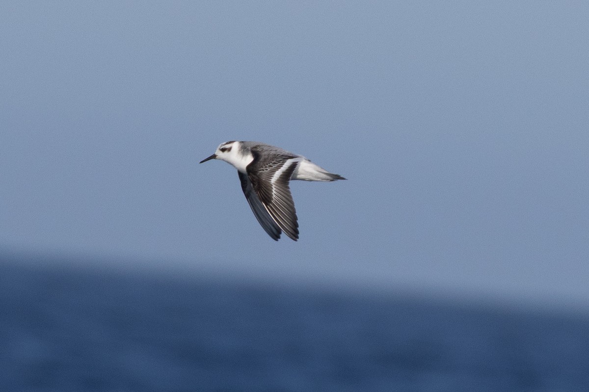Red Phalarope - ML645371166
