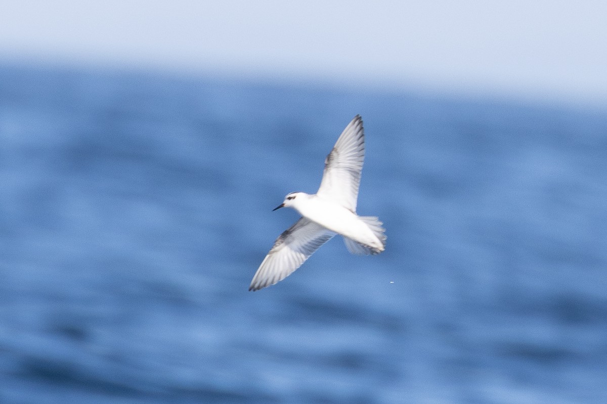 Red Phalarope - ML645371167