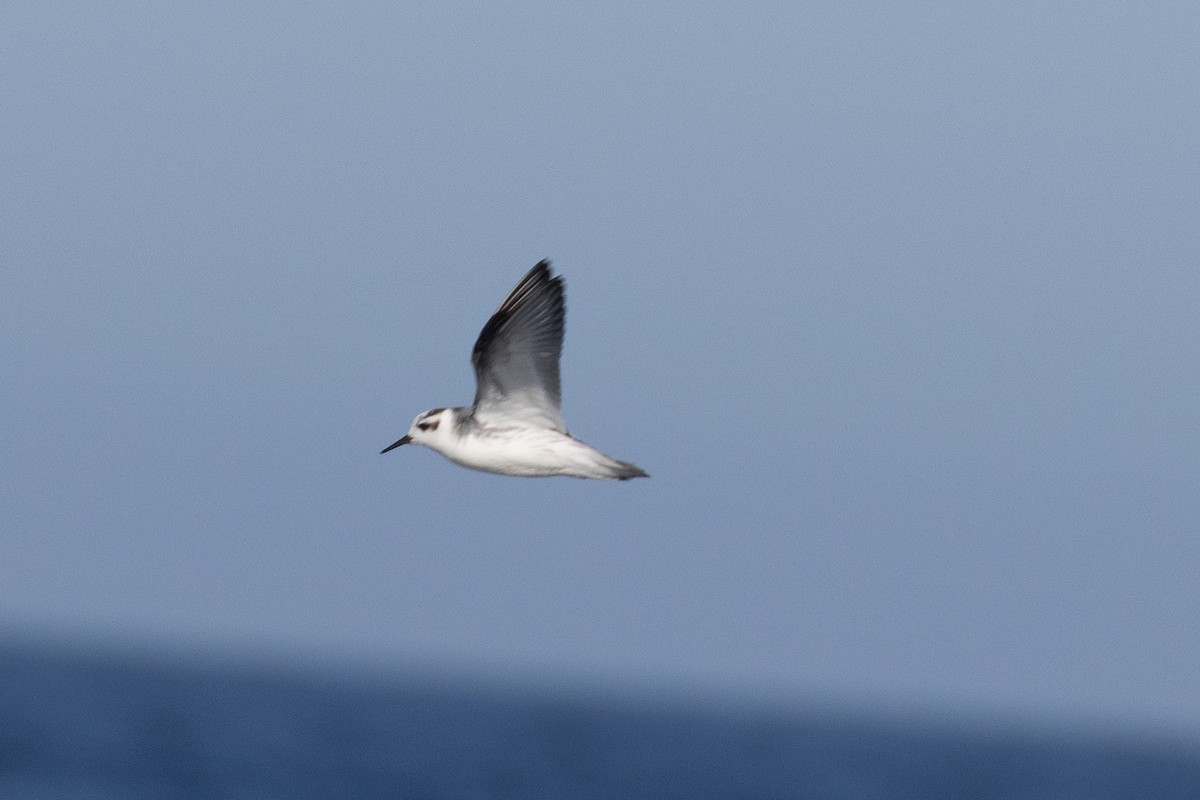Red Phalarope - ML645371168