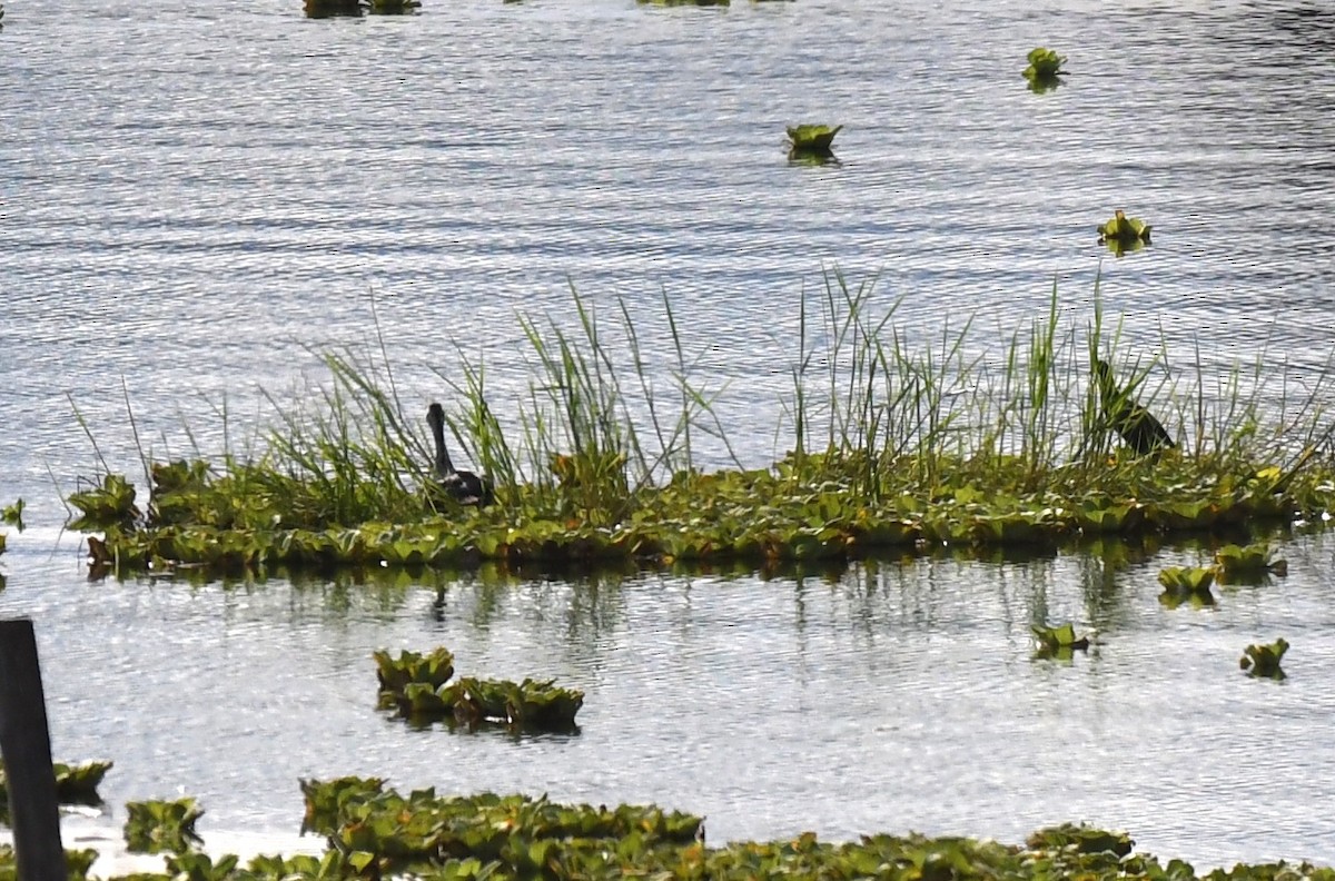 Comb Duck - ML645371170