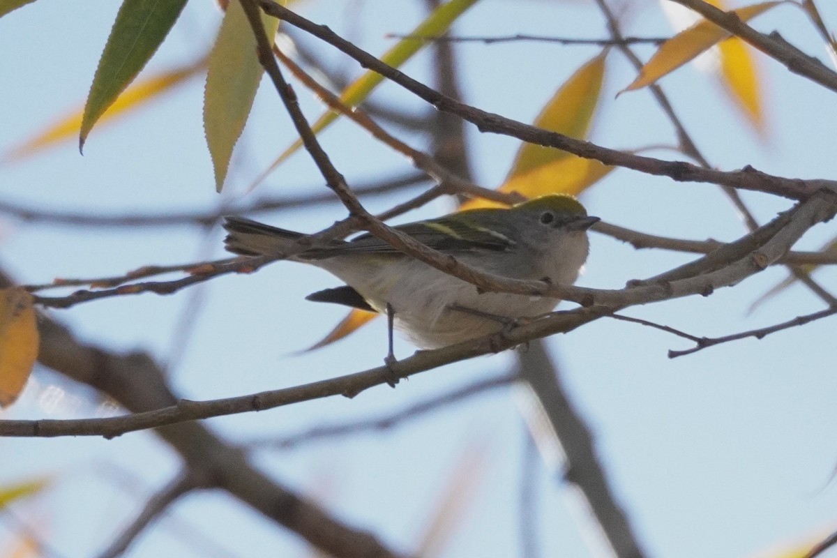 lesňáček rezavoboký - ML645371173