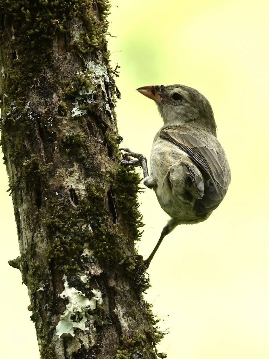 Woodpecker Finch - ML645371191