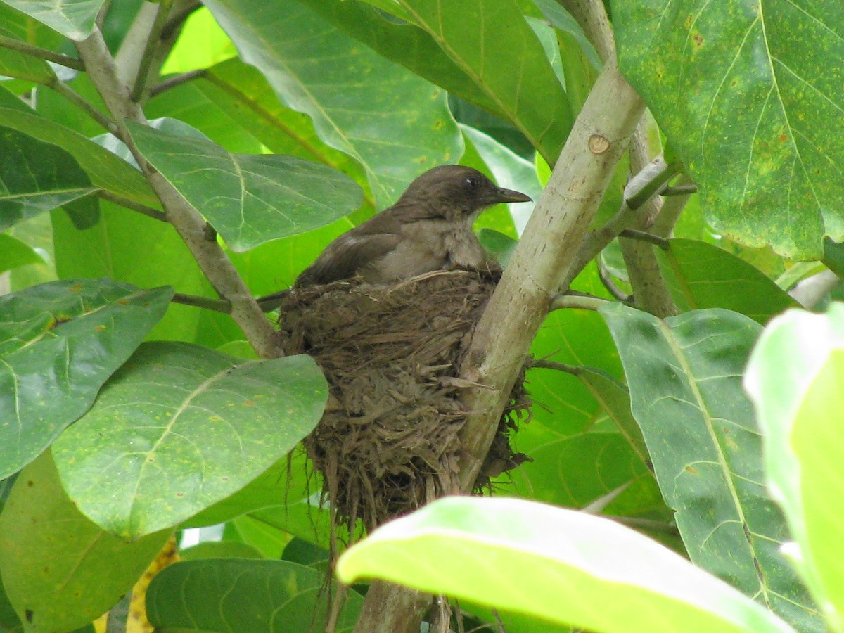 Zorzal Piquinegro - ML645371194