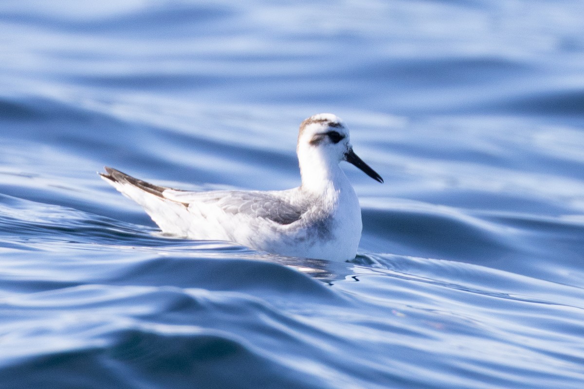 Red Phalarope - ML645371196