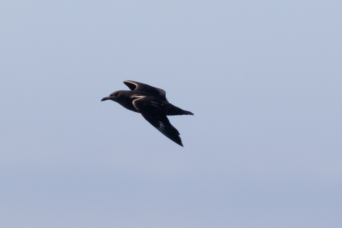 South Polar Skua - ML645371200