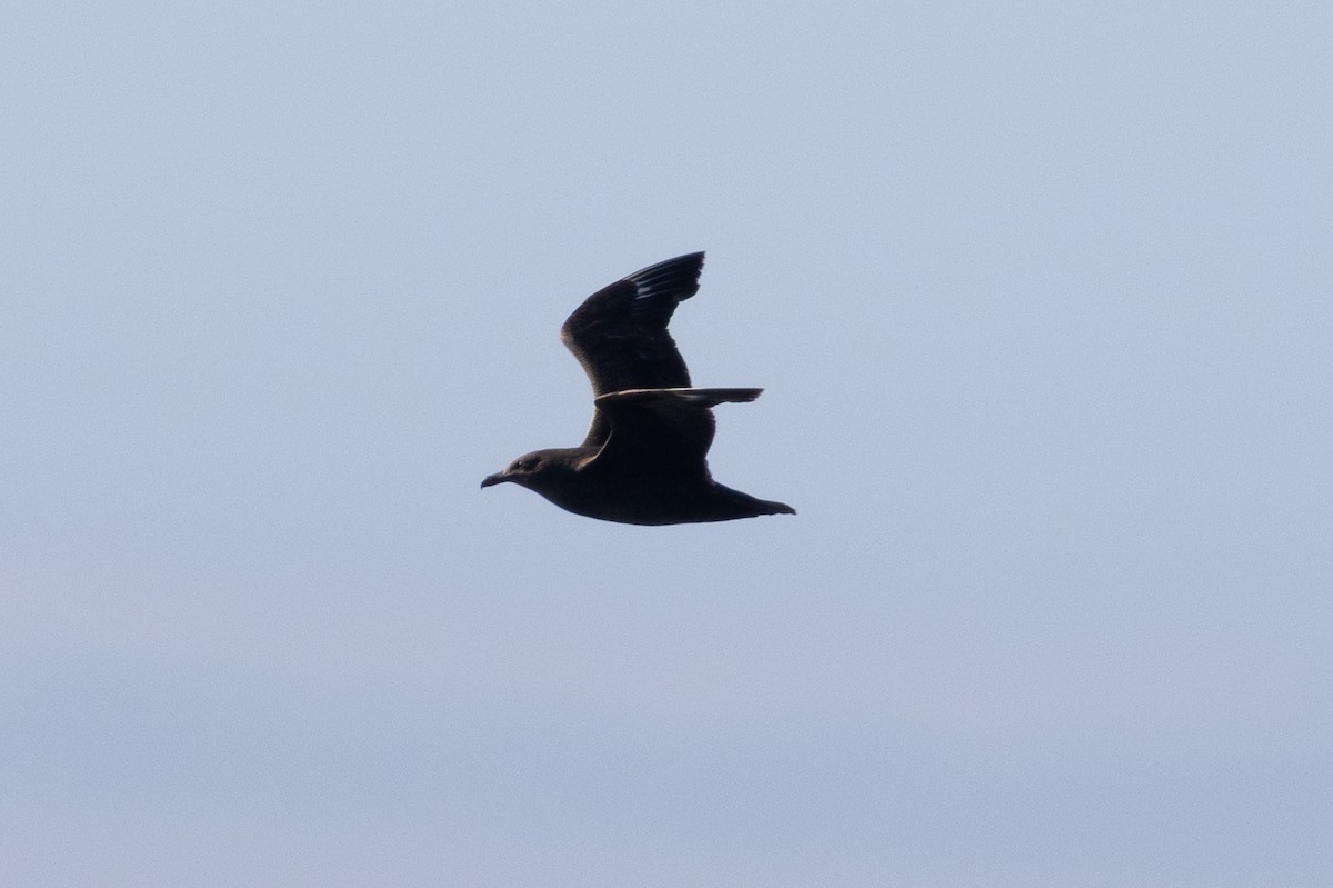 South Polar Skua - ML645371201