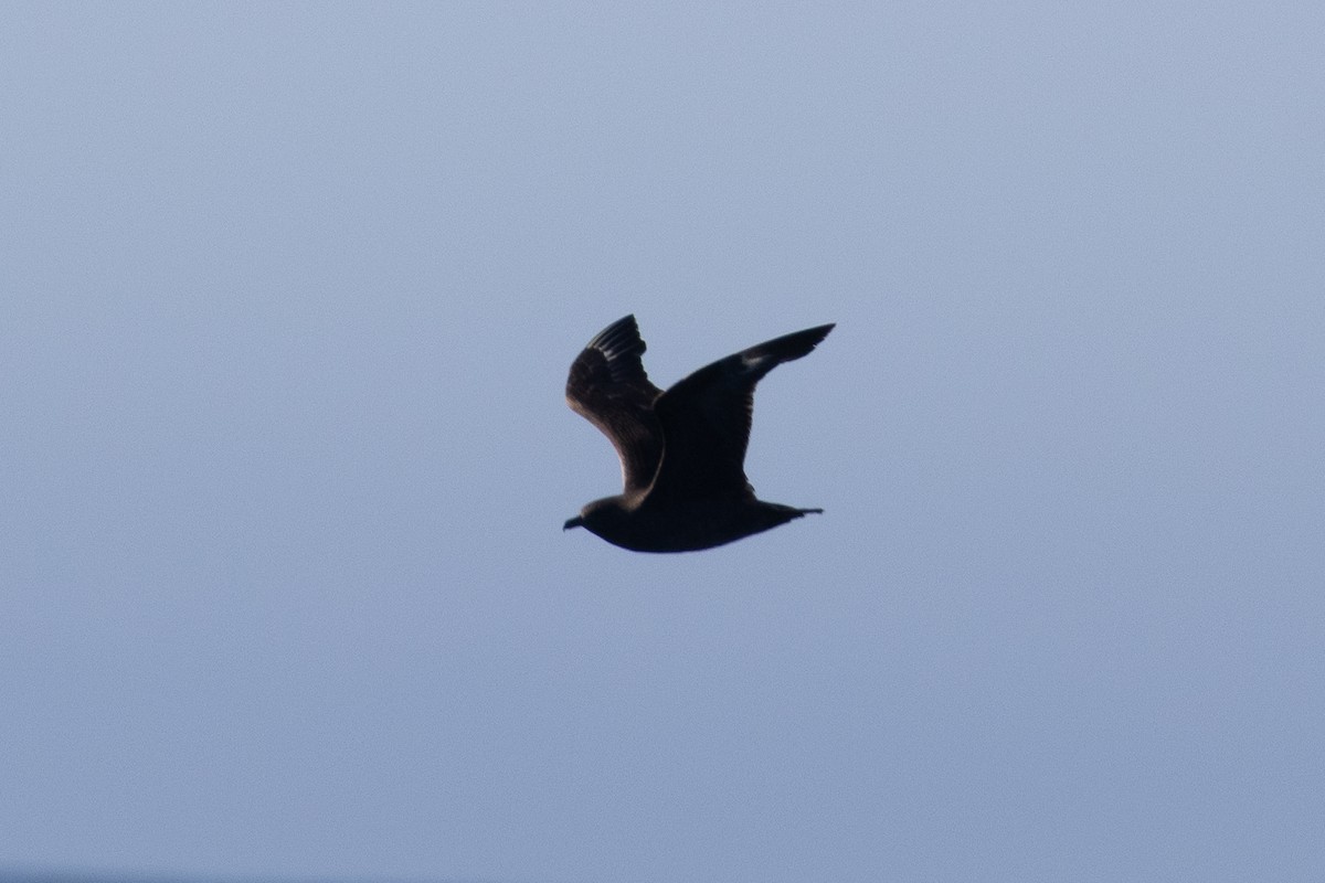 South Polar Skua - ML645371202