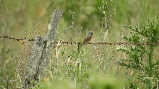 Dark-throated Seedeater - ML645371204
