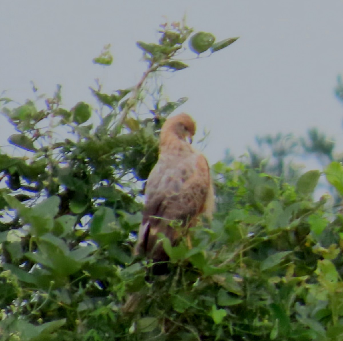 Busardo Sabanero - ML645371228