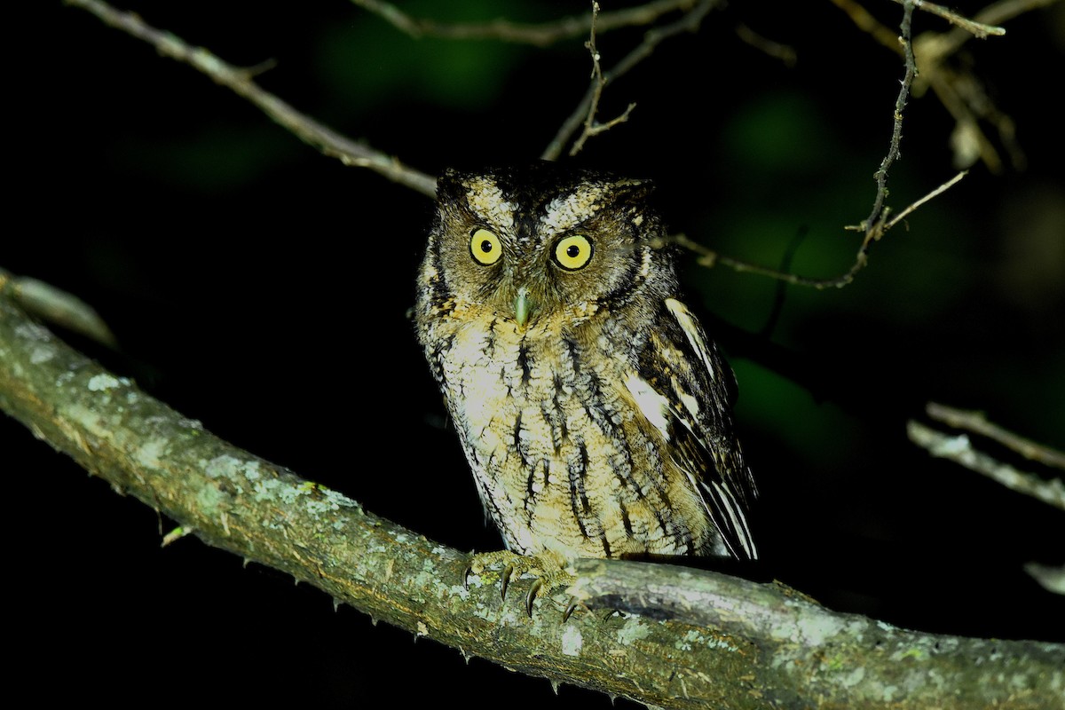 Peruvian Screech-Owl - ML645371229