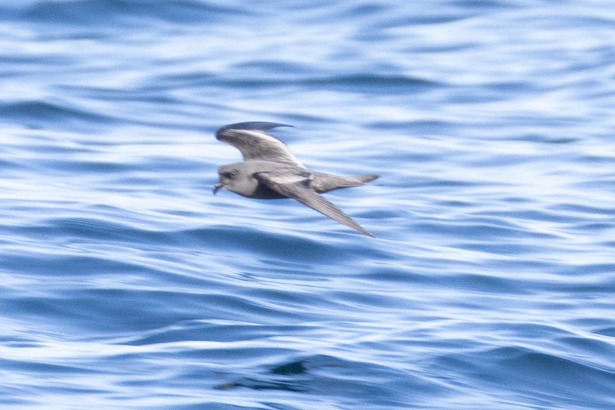 Ashy Storm-Petrel - ML645371249