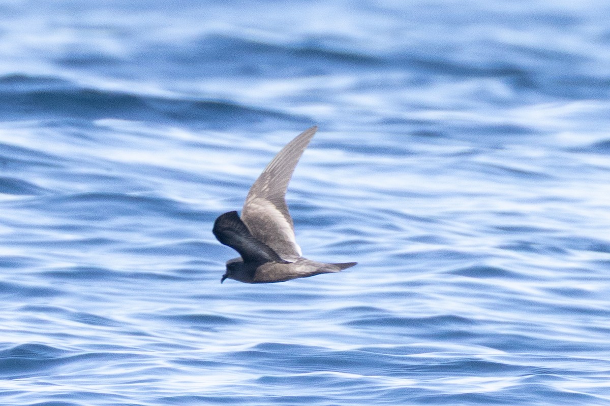 Ashy Storm-Petrel - ML645371250