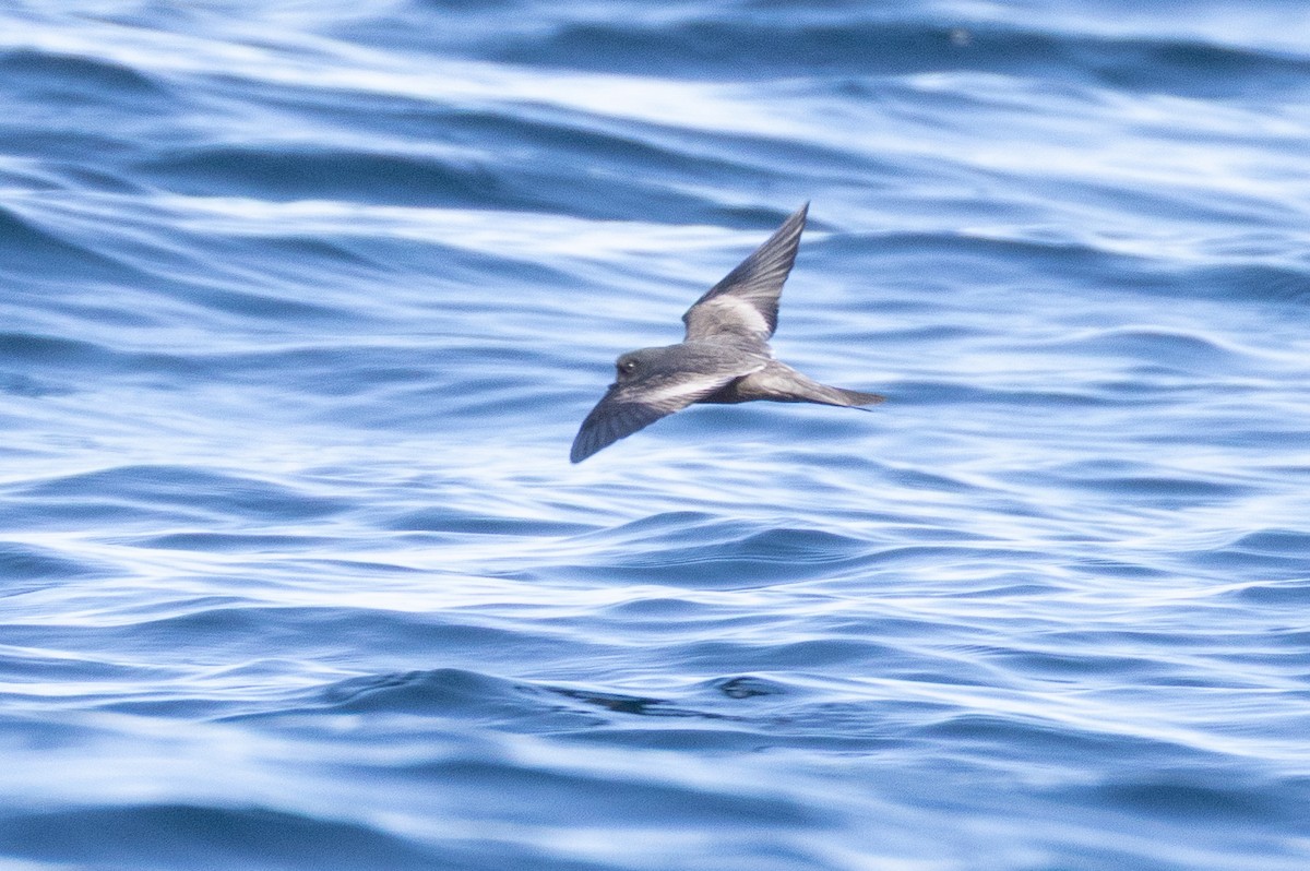 Ashy Storm-Petrel - ML645371251