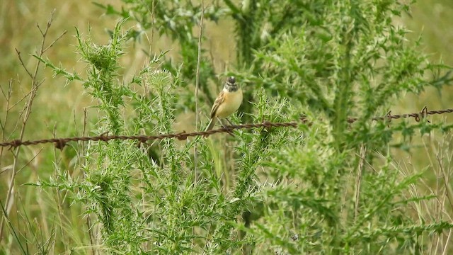 カンムリタイランチョウ - ML645371252