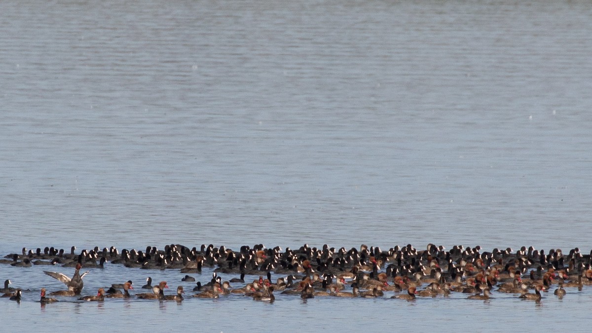 Eurasian Coot - ML645371256