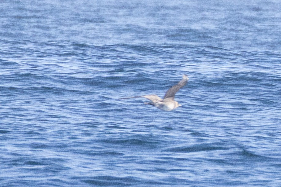 Korsanmartı - ML645371257