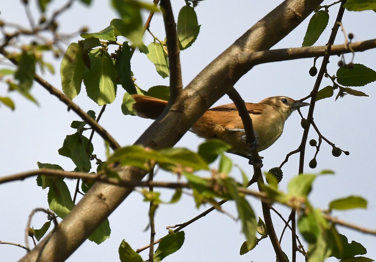 Rufous-fronted Thornbird (Rufous-fronted) - ML645371272