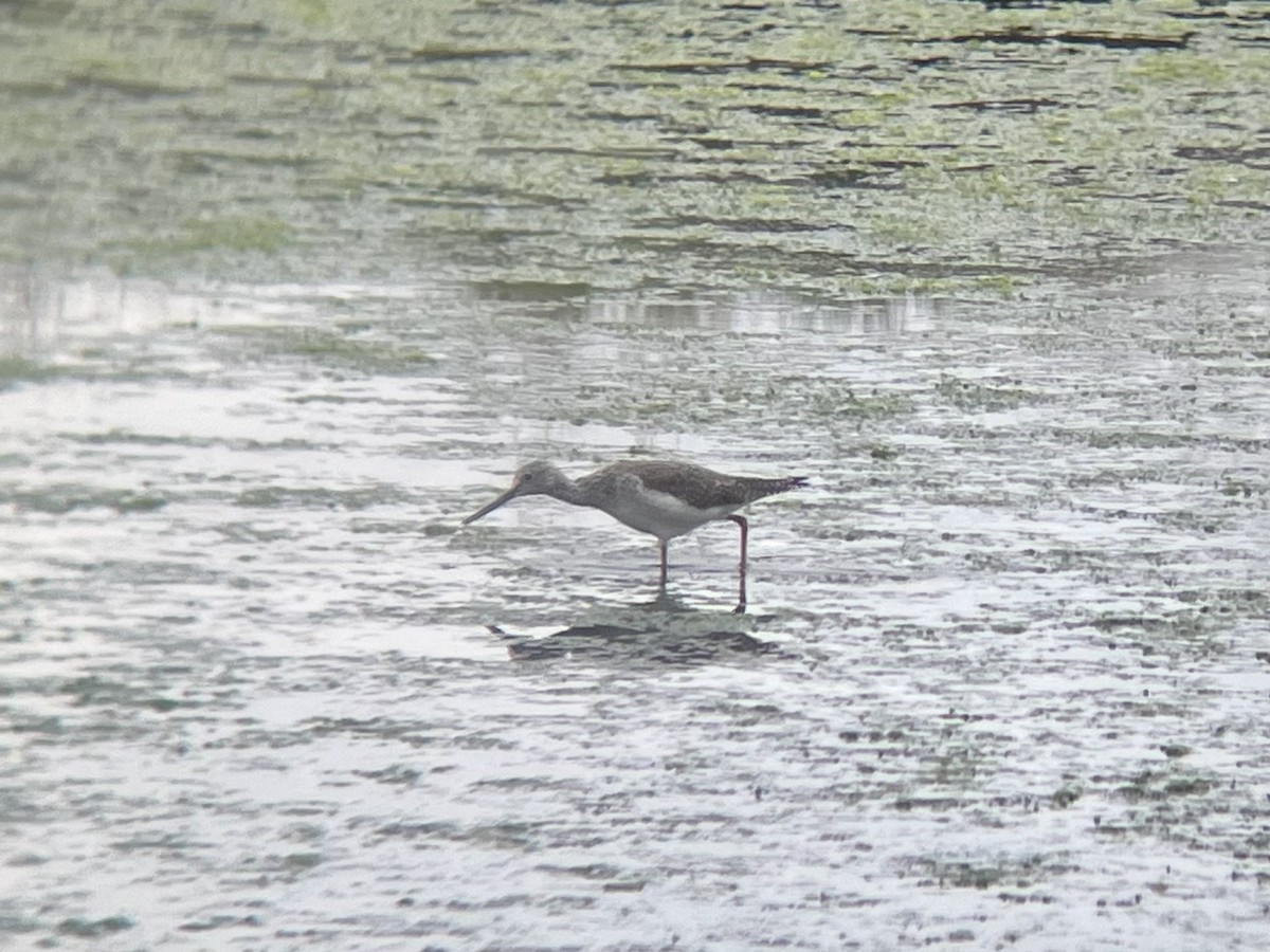 Greater Yellowlegs - ML645371274