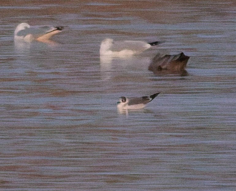 Franklin's Gull - ML645371275