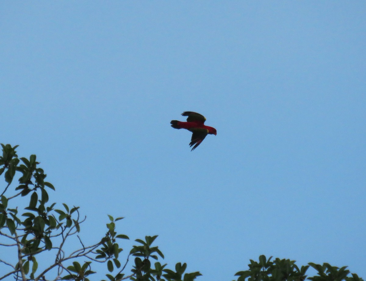 Chattering Lory - ML645371282