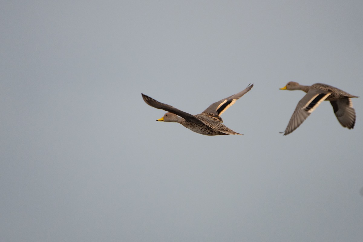 Yellow-billed Pintail - ML645371290