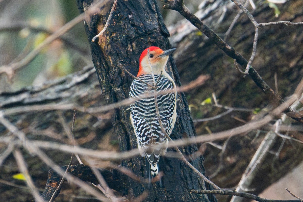 Carpintero de Carolina - ML645371291