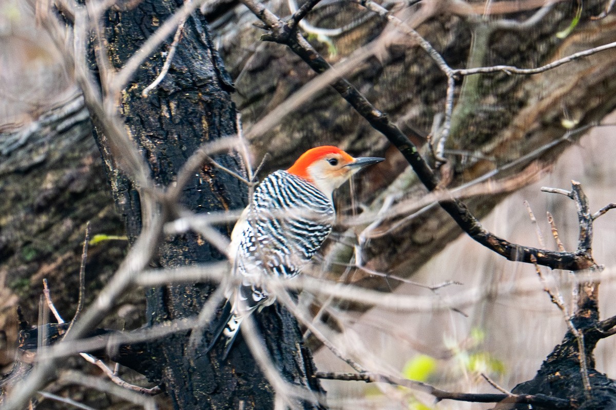 Carpintero de Carolina - ML645371292