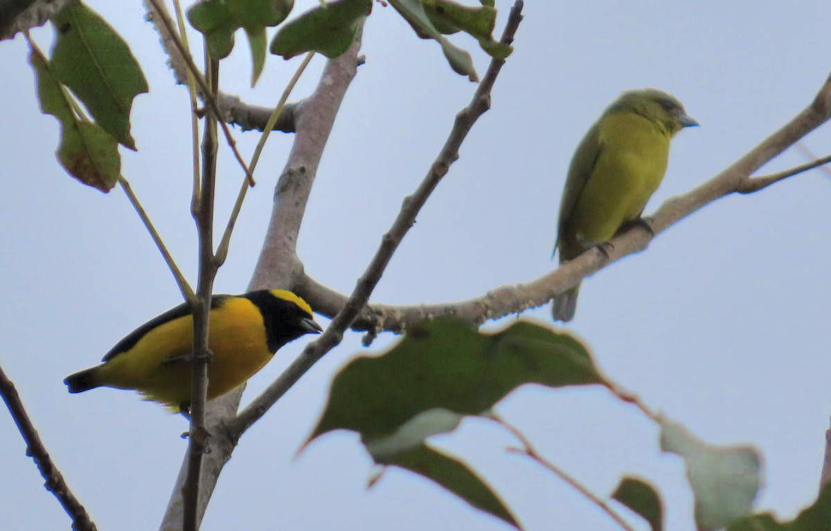 Желтобрюхая эления - ML645371296