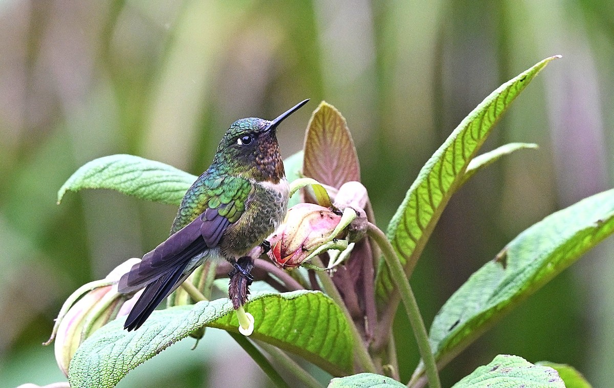 Ametist Kolyeli Günmeleği - ML645371299