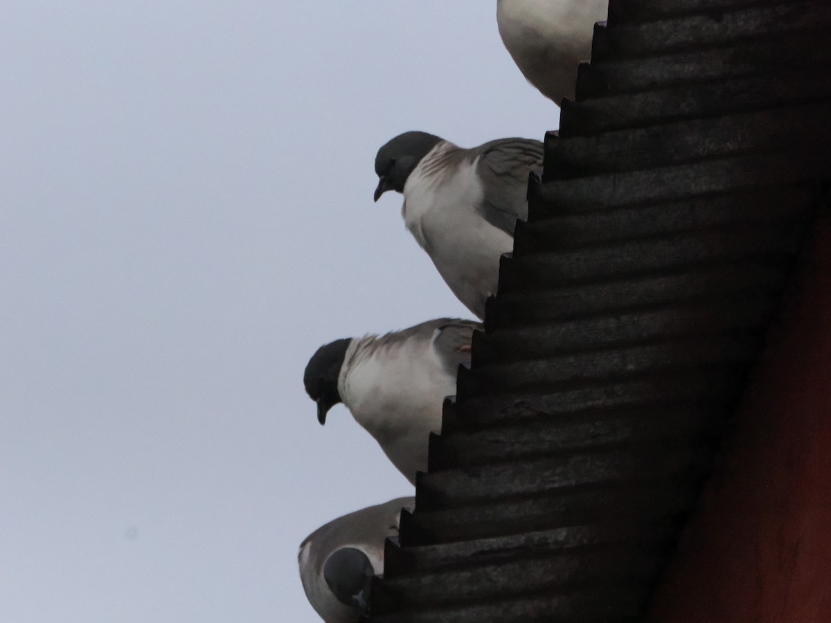 Snow Pigeon - ML645371303
