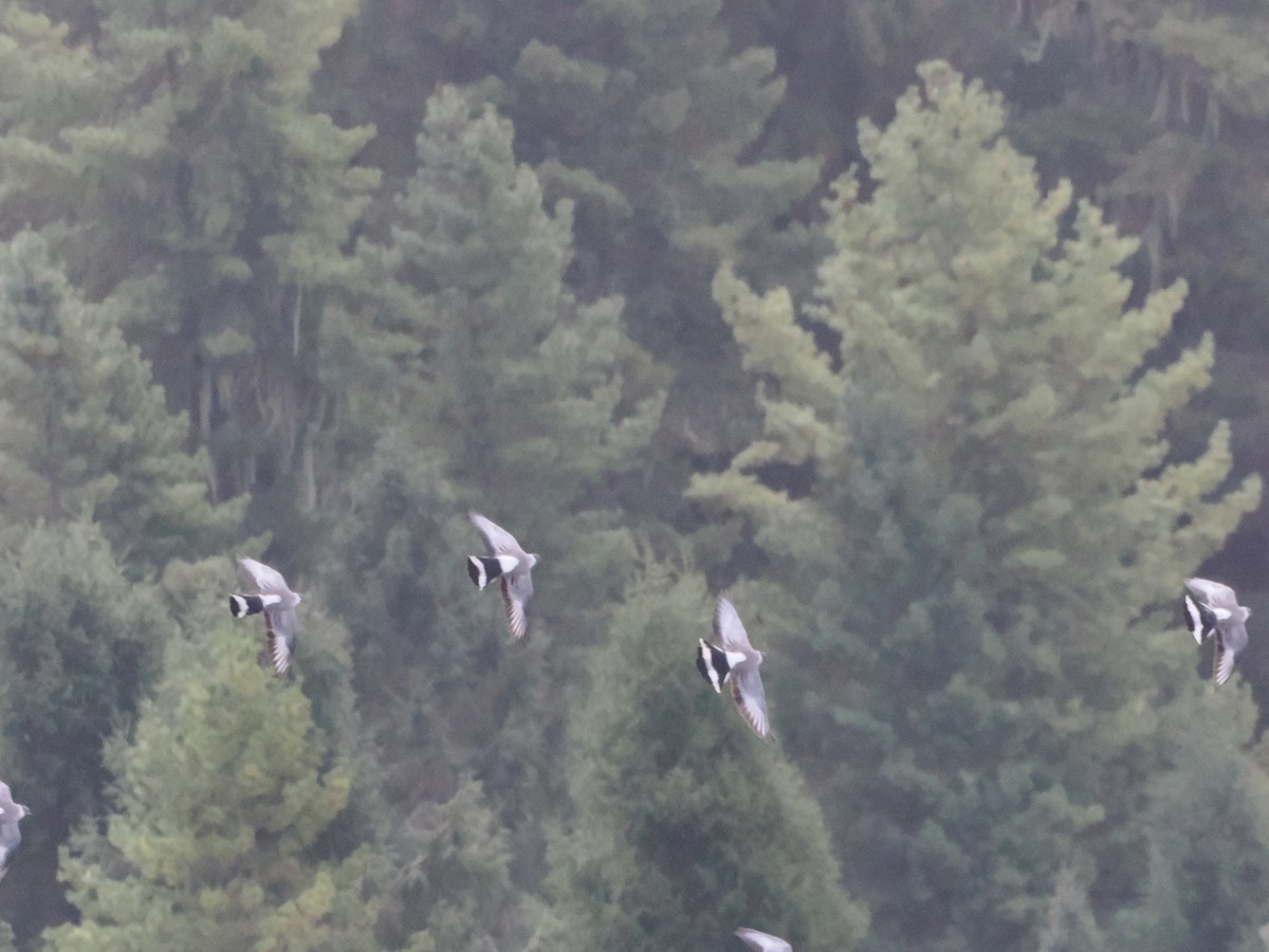 Snow Pigeon - ML645371304